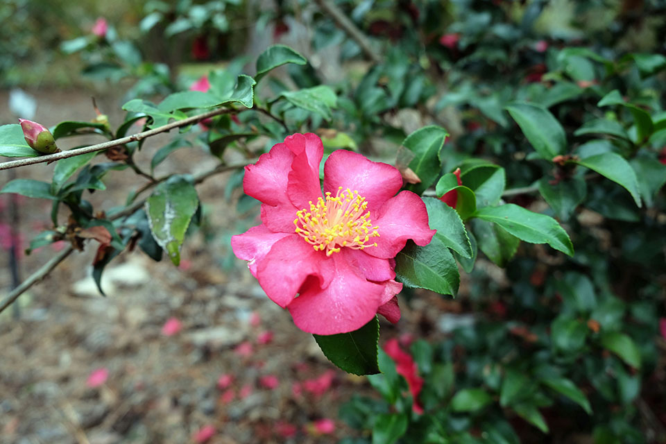 A rosy pink flower grows on a bush.